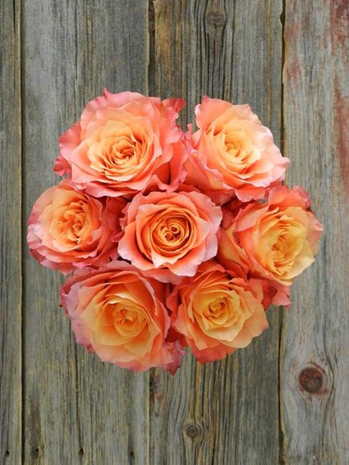 FREE SPIRIT  BICOLOR ORANGE/YELLOW ROSES